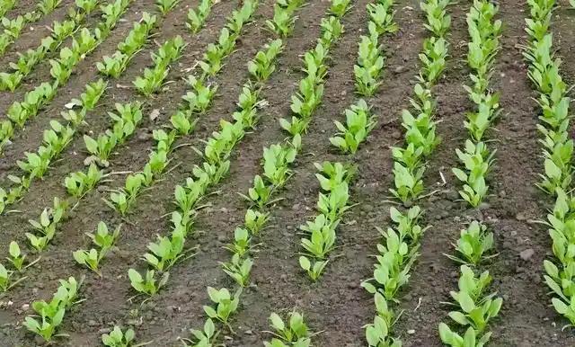 菠菜出苗后这么浇水,叶子绿油油不烂根