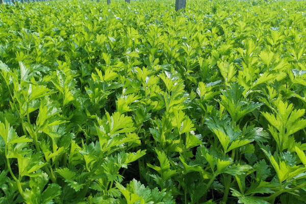 小香芹怎么种植?手把手教你从播种吃到收获