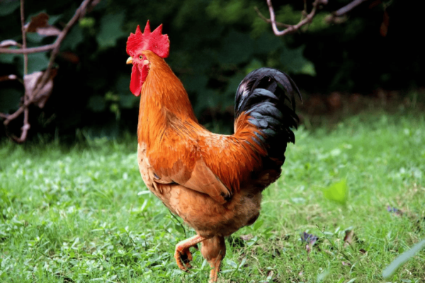 公鸡养几年最合适？老养殖户的经验之谈