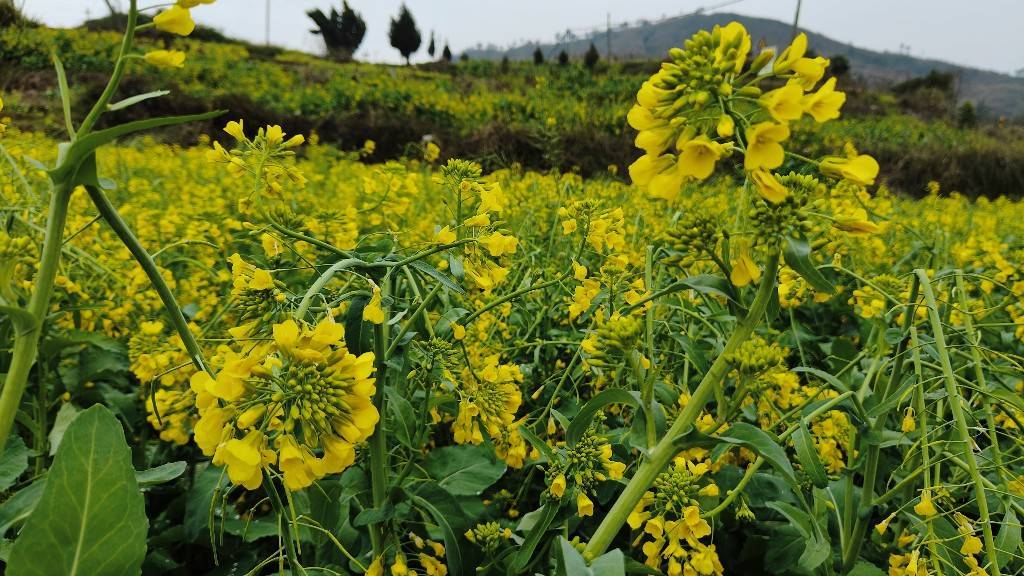 秋播油菜如何防草防虫?抓好关键期,保苗又增产