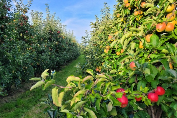 秋季果树施肥:选对肥料,为来年丰收打好基础