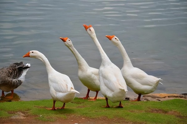 养鹅有什么技巧?做好这几点,小鹅成活率翻倍