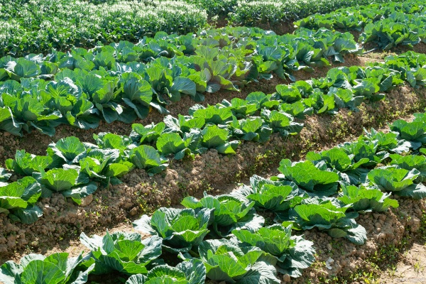 立秋种白菜,施肥有讲究