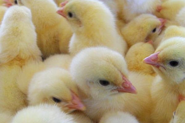 冬季养鸡苗如何防病？2025 年最新喂水喂食技巧与消毒清洁方法