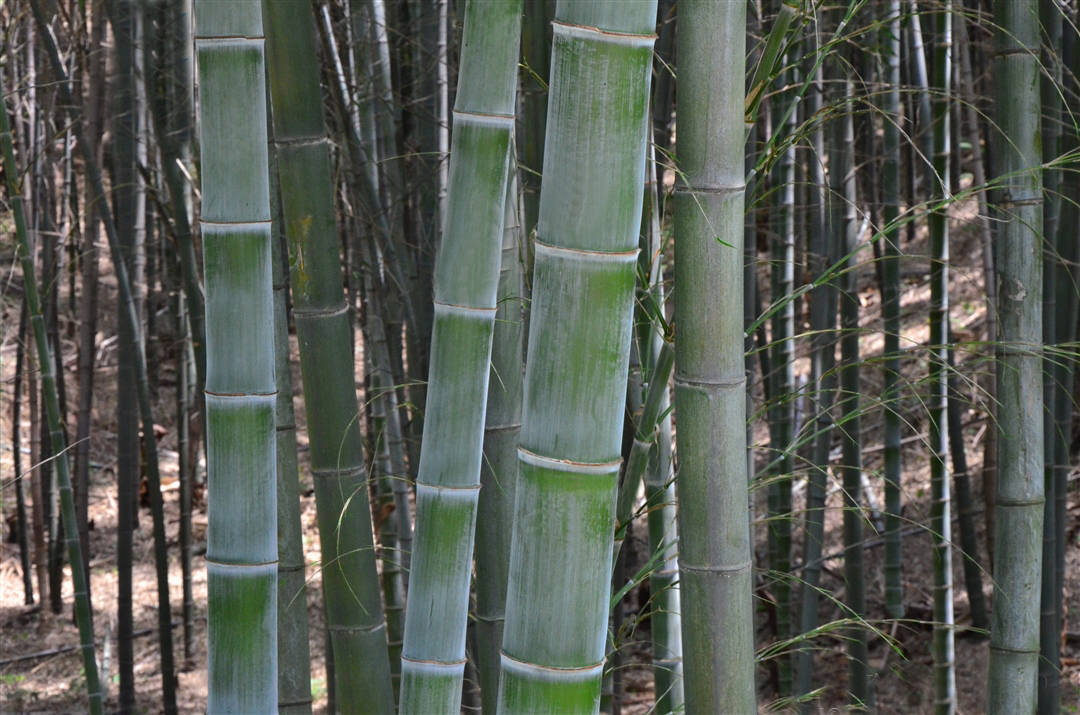 福建宁化:小毛竹撬动大产业,绘就乡村振兴新图景