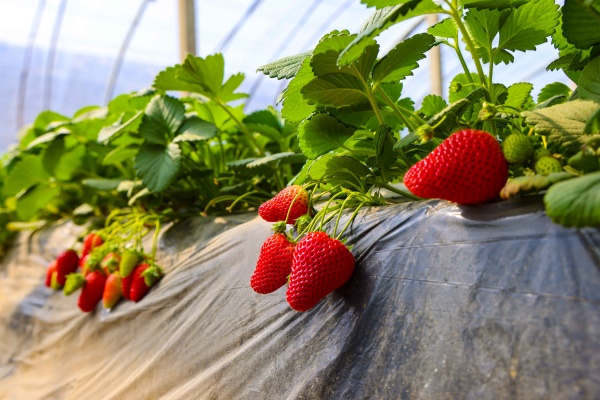 草莓空心怎么办？掌握这些技巧，让你的草莓又大又实心