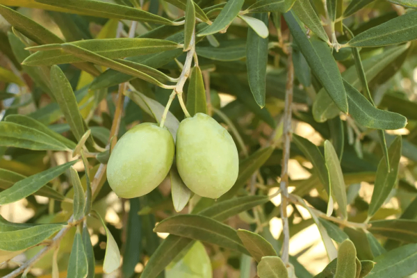 如何种植橄榄？橄榄高产有什么方法和技巧？