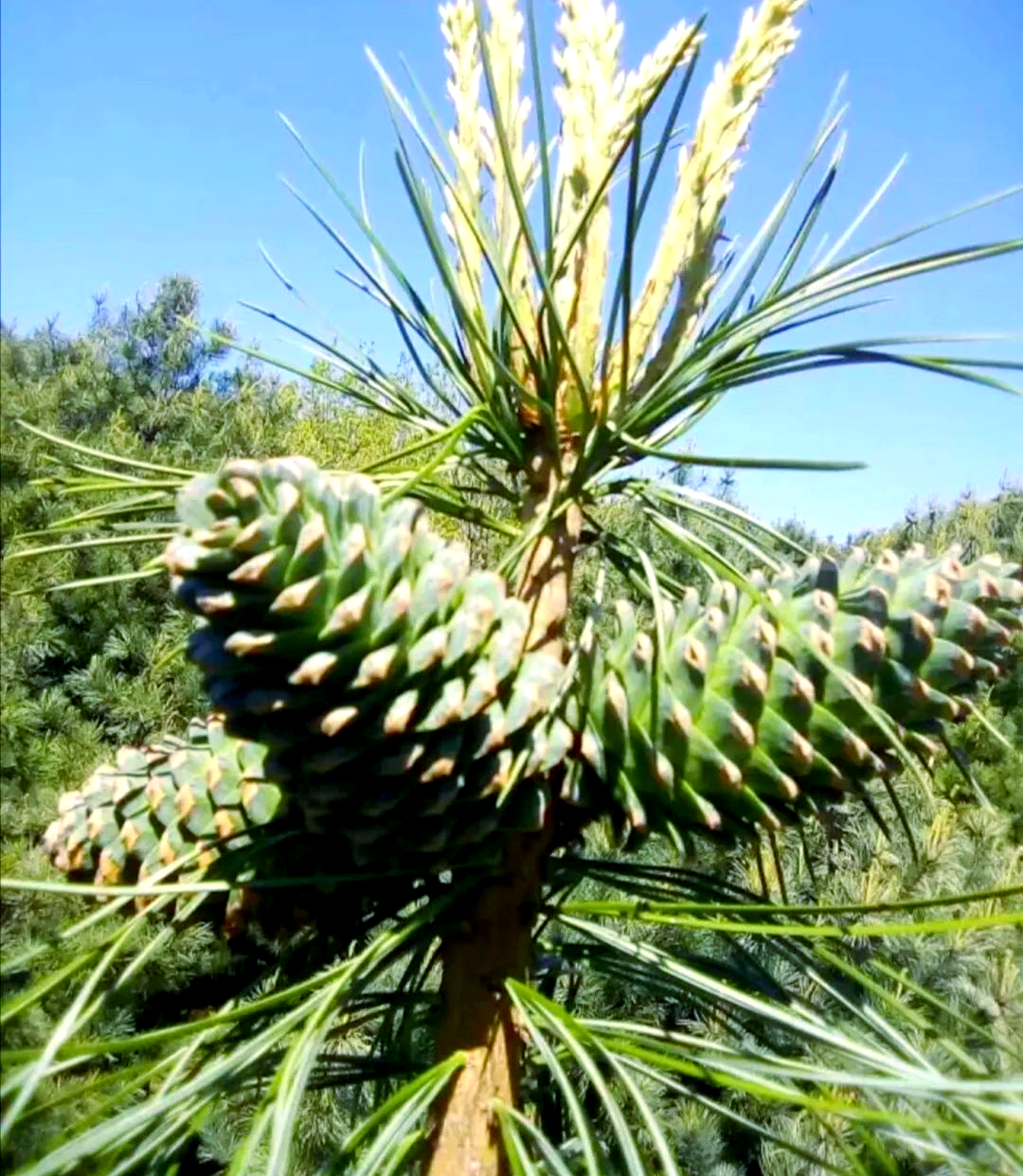 2025年松子市场价格行情以及松子种植技术