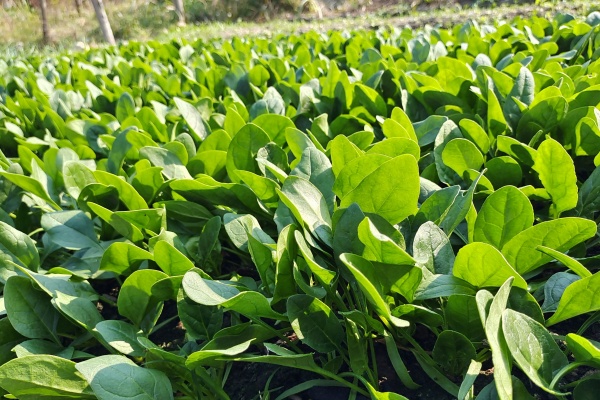 北方冬季适合种什么蔬菜？怎么种？