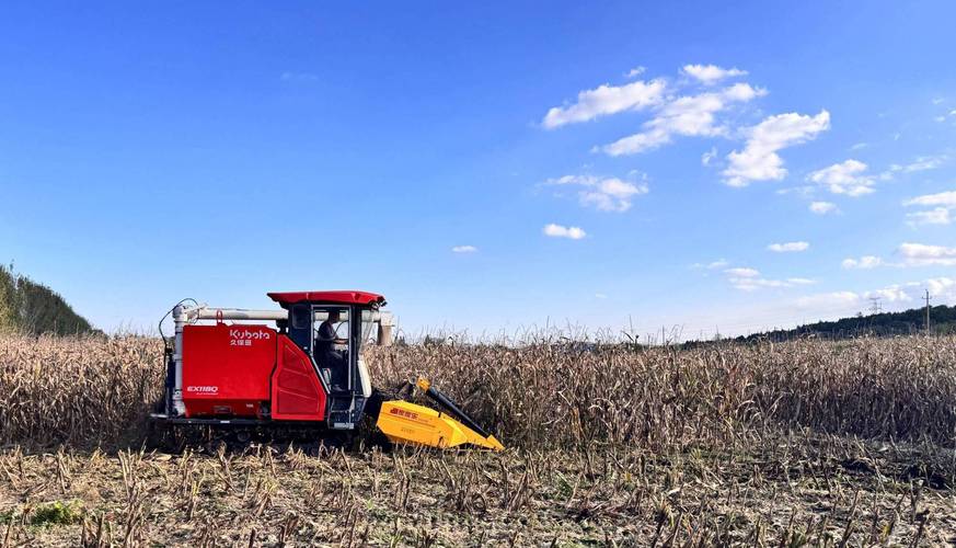 高平市：雨后抢收，守护秋日丰收硕果