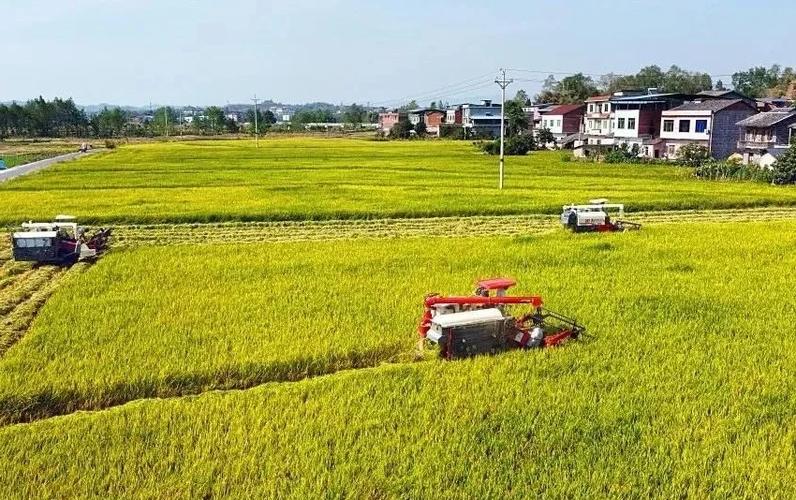 阴雨天抢收秋粮，烘干设备显身手
