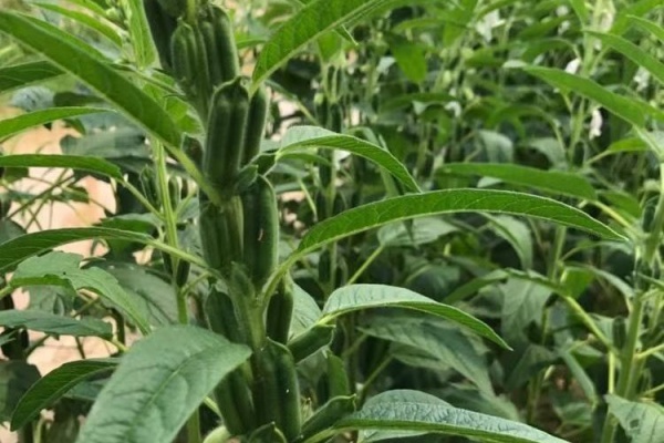 芝麻高产有什么方法?老农总结八大秘诀!