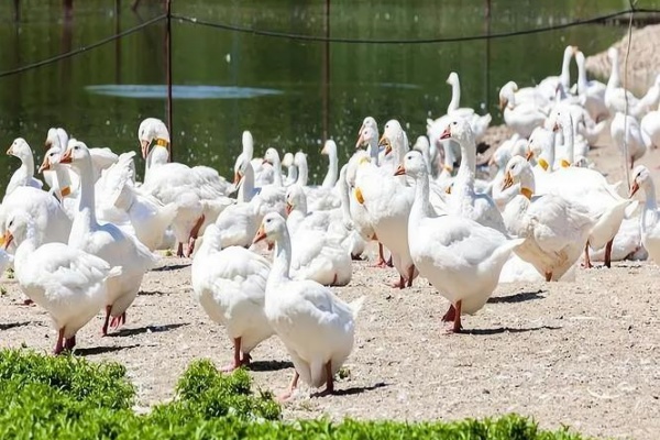 反季养鹅有什么技巧？反季养鹅的方法有哪些？