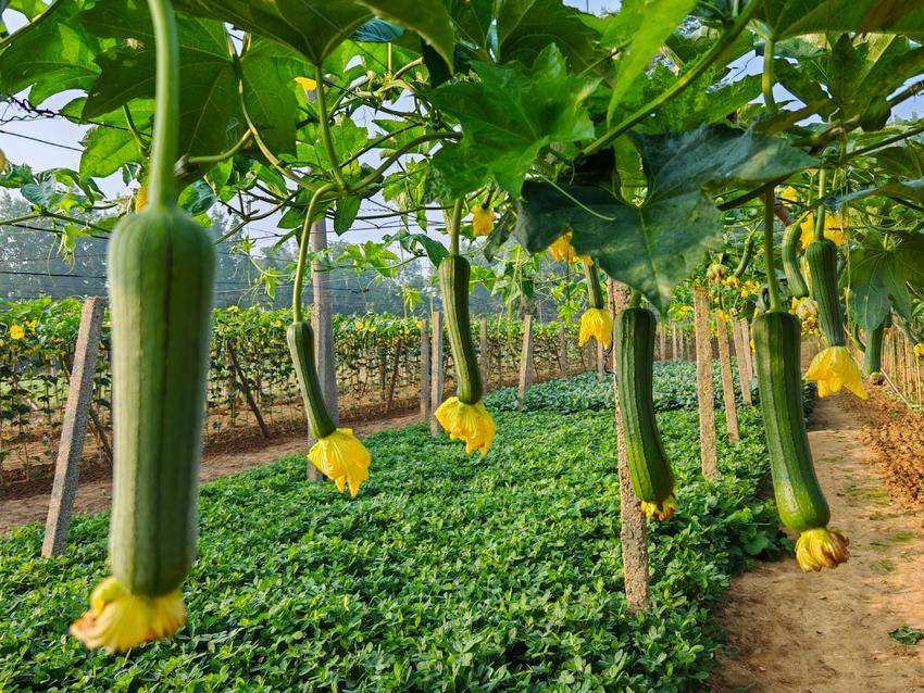 江西安福：小丝瓜撬动大产业，海外市场青睐&ldquo;土特产&rdquo;