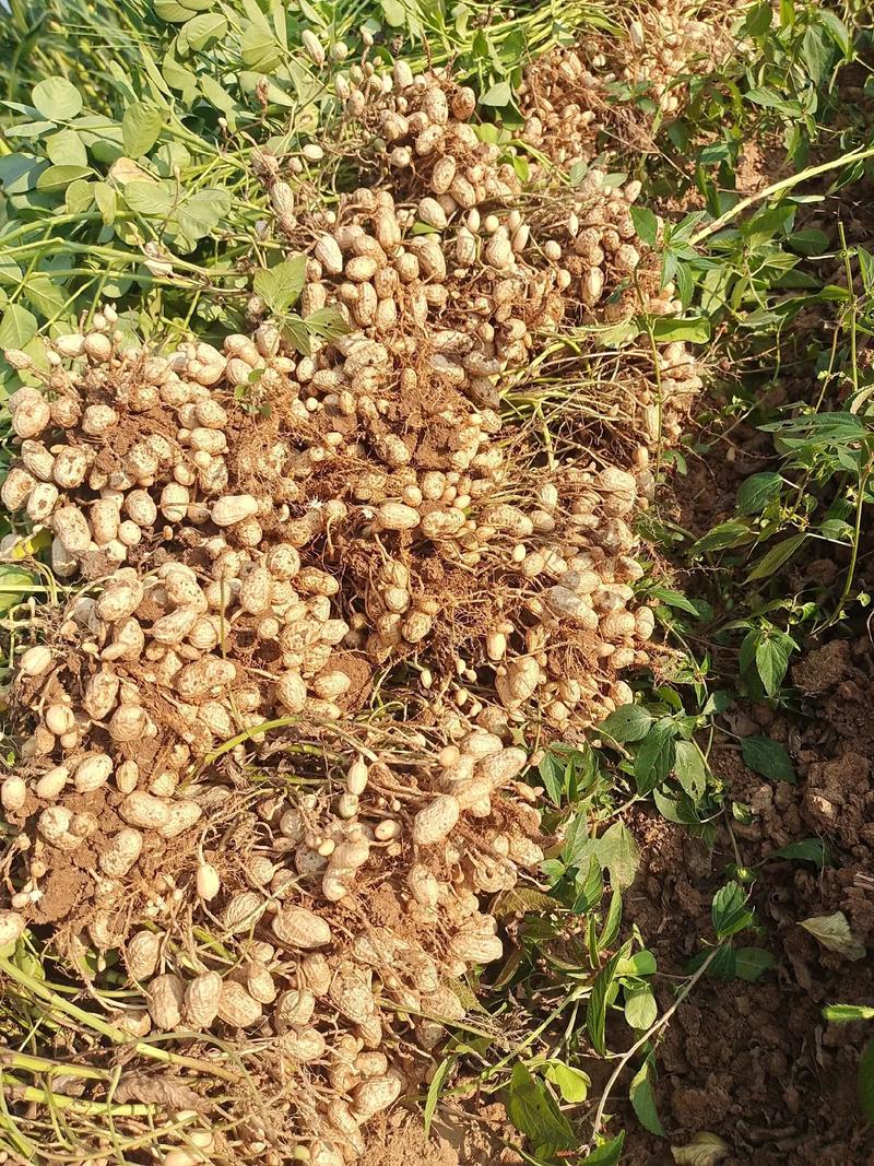 花生种植技巧:什么时候播种?什么时候收获?