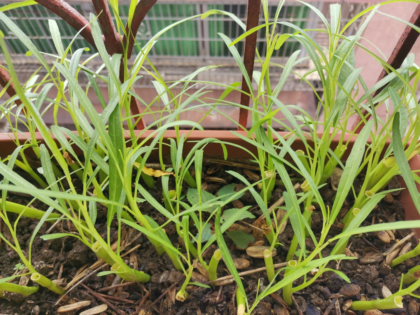 空心菜有什么种植技巧?如何种植空心菜?