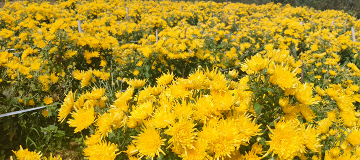从一朵菊花看乡村振兴:贵州平塘金丝皇菊的七年蝶变与可复制密码