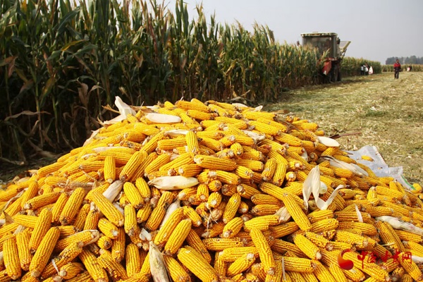 10月玉米价格行情：新粮上市，市场走势如何？