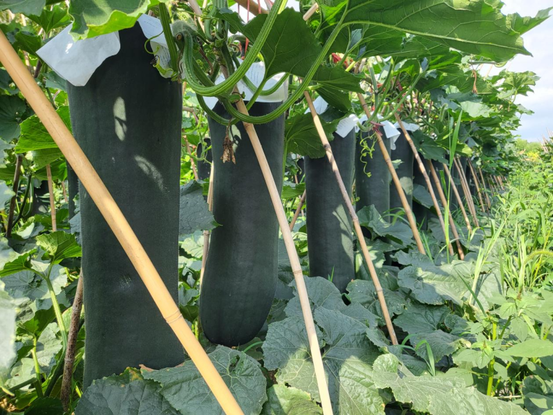 如何种植冬瓜？冬瓜高产有什么技巧？