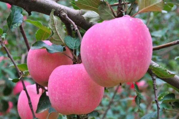 甘肃天水 2025 年上半年第一产业增加值破 40 亿 特色产业铺乡村致富路