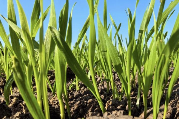 小麦缺苗断垄怎么办？小麦缺苗断垄怎么补救？