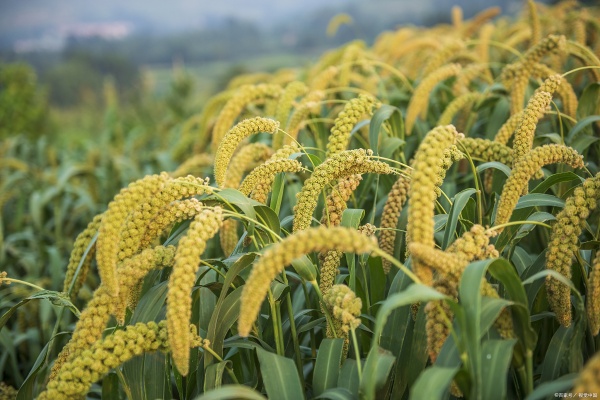 种谷子有什么技巧？谷子的种植方法与技术有哪些？