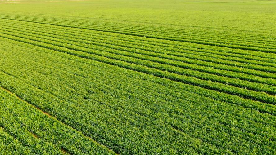 小麦底肥怎么选？记住这几点，苗齐秆壮产量高