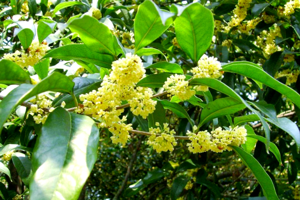 桂花施肥有什么技巧?如何给桂花施肥?