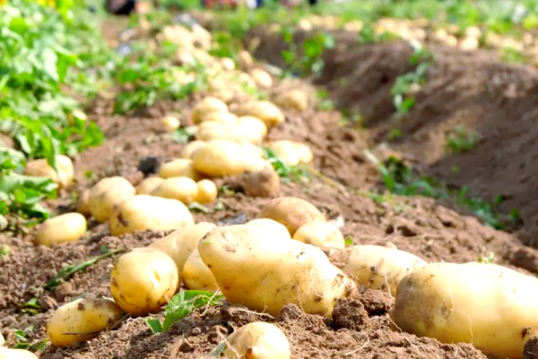 春天种土豆,记住这7点!产量高、品质好,轻松种出“金豆豆”