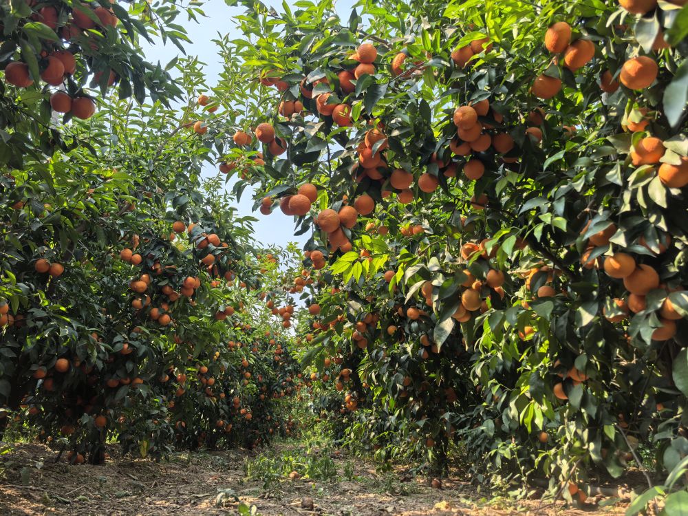 沃柑种植有么技巧？这些技巧让果实甜度翻倍，新手也能轻松上手