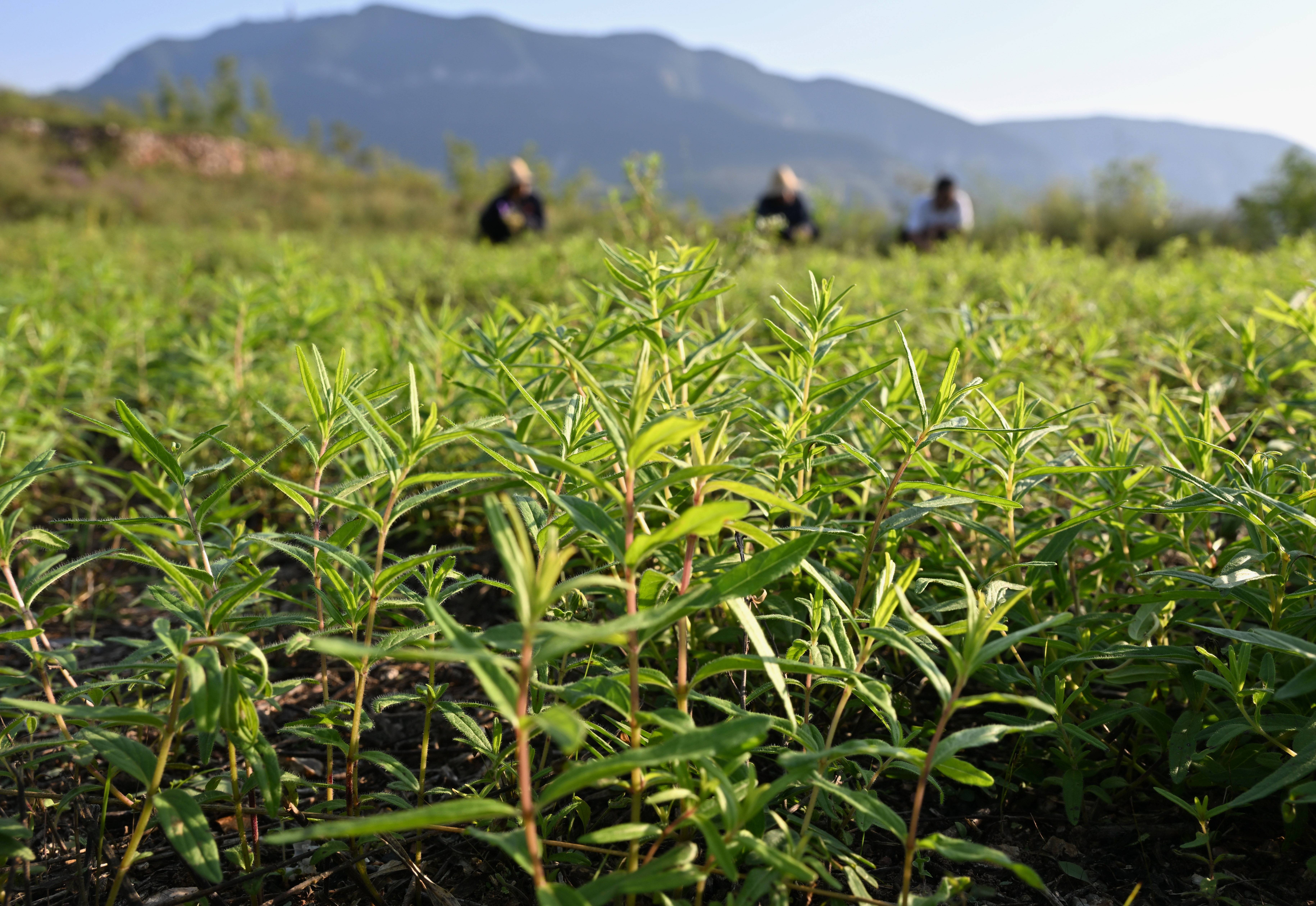 闻喜县畖底镇:四大产业集群“点亮”乡村振兴路