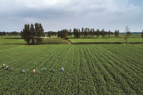 河南芝麻产业：机械化破局，香飘海外