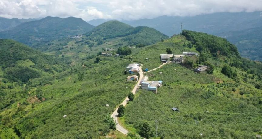 从一片叶子到一条链：永德忙肺村茶产业蝶变的三重密码