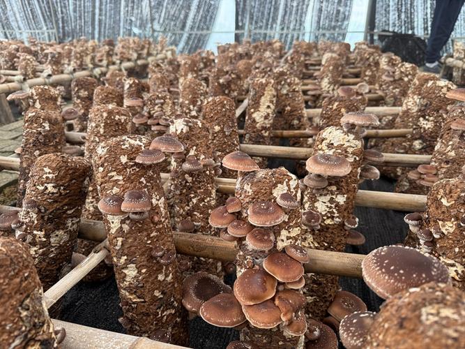 深山里的马桑菌:小蘑菇撑起致富伞