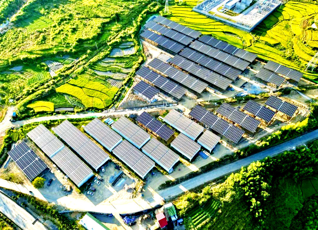 光伏棚下银花开——探访古田“中国银耳第一村”的致富新路