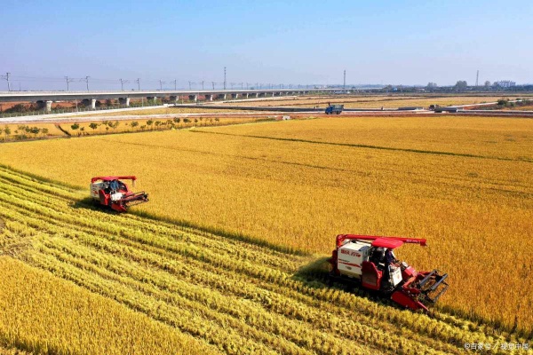 全省秋粮丰收在望,多项举措夯实粮食安全基础