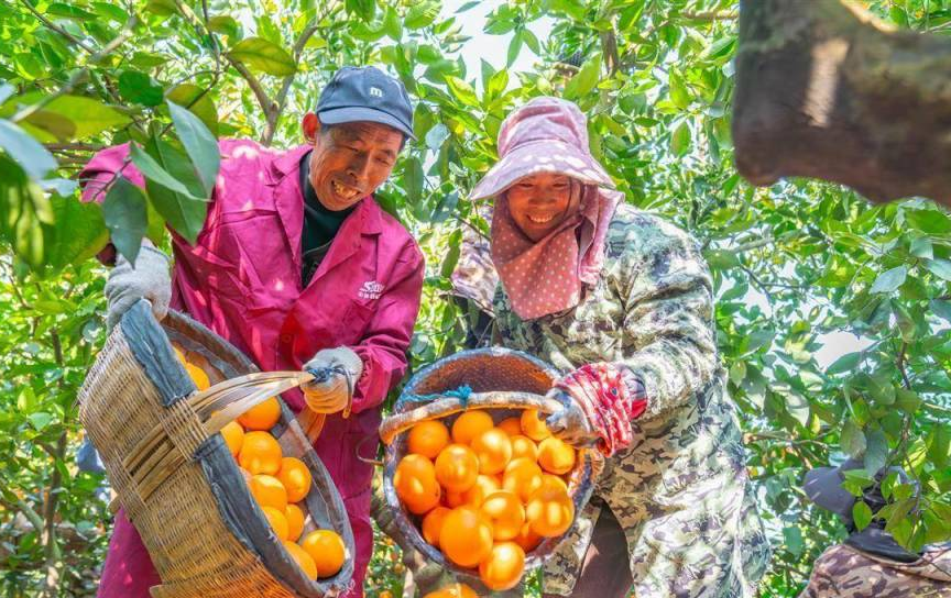 2025 年 10 月湖北三大农业品牌（秭归脐橙等）入选全国农业品牌精品培育计划