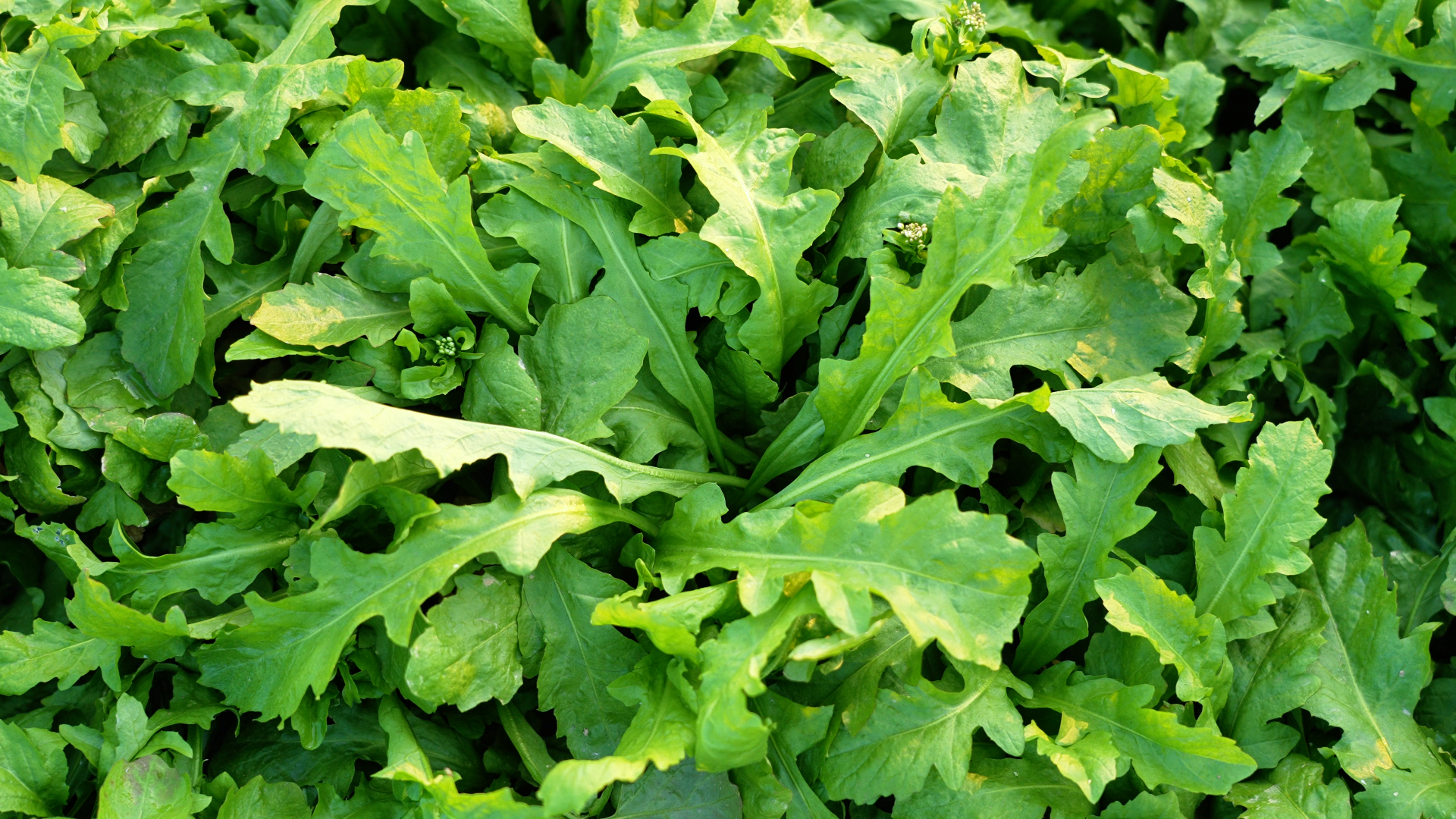 荠菜怎么种植?手把手教你攻克高产难关,亩产效益轻松翻倍