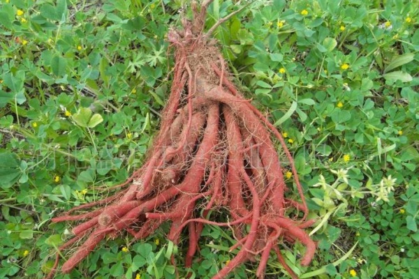 丹参怎么种产量高？种丹参有什么技巧？