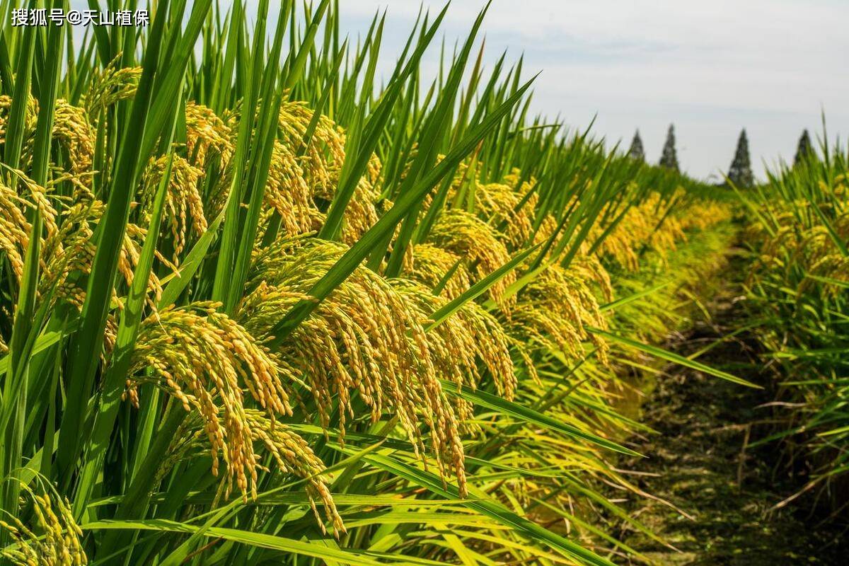 南方北方种植水稻有什么技巧？跟着老把式学种稻，稳产又增收