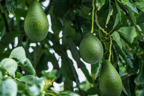 种牛油果有什么技巧？牛油果高产5步法，亩产轻松破4000斤