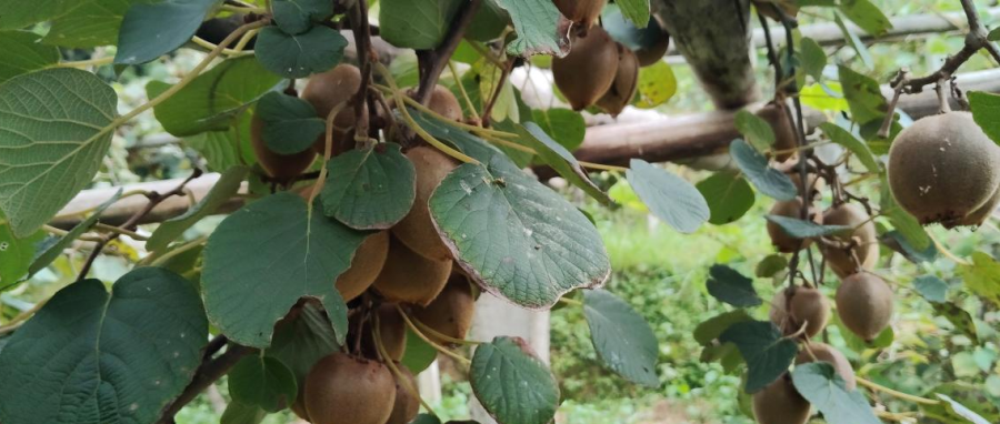 雪峰山脚下“甜蜜突围”的乡村振兴新路径:坎上村猕猴桃如何靠镇村干部卖空两千斤