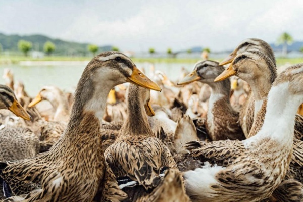 养蛋鸭能下几年蛋？什么时候淘汰最划算？