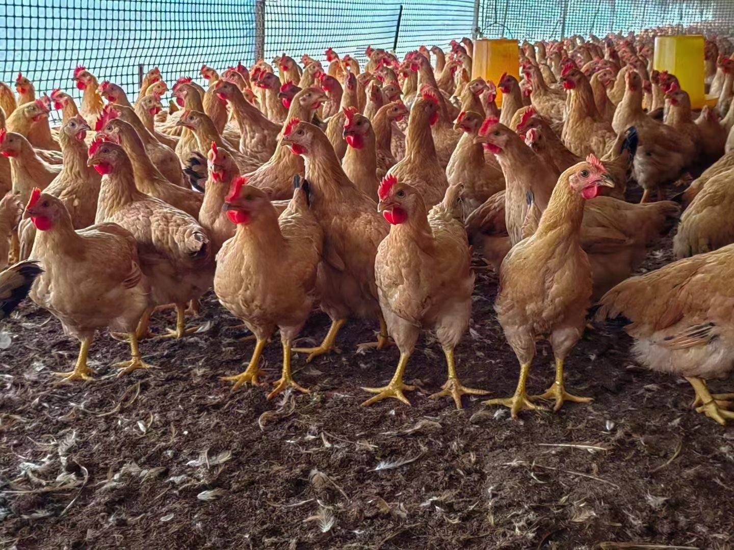 一只肉鸡要养多久？肉鸡的养殖时间是多少？