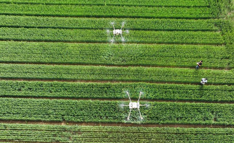 全程智能化：看一粒小麦如何“走”向世界餐桌