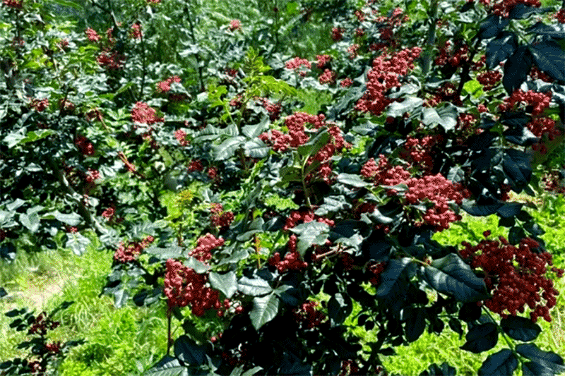 花椒种植方法技巧：从种子到采收，手把手教你种出&ldquo;摇钱树&rdquo;