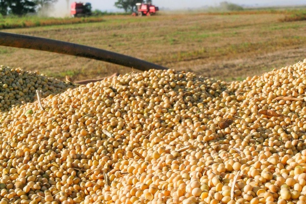 大豆价格未来是涨是跌？最新行情解读