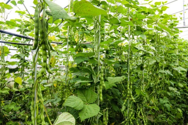 四季豆怎么种？四季豆有什么种植技巧？