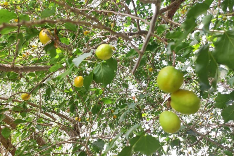 广东杏子什么时候成熟?广东杏子有什么特点?