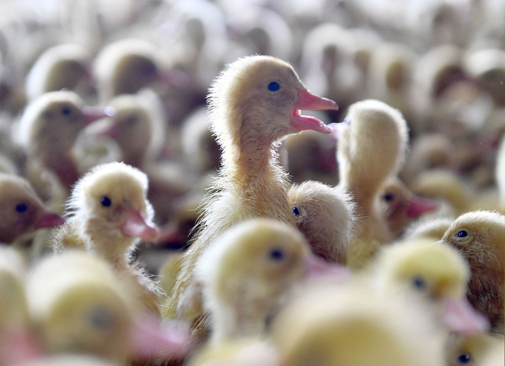 鸭苗养殖关键点：做好这六步，成活率大大提高